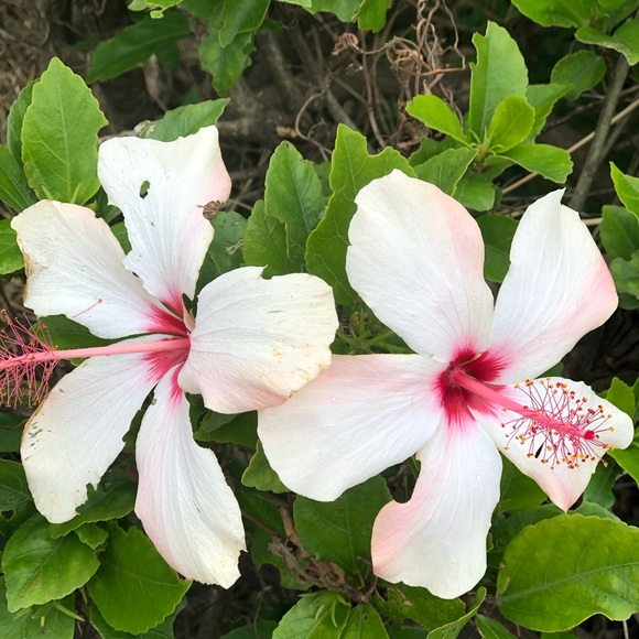 Meet your Posher, Shyanne - Picture 1 of 1